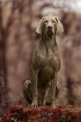 Weimaraner Dog Wallpapers Screen 2