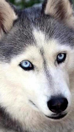 Husky Live Wallpaper By Pro Live Wallpapers Google Play 日本 Searchman アプリマーケットデータ