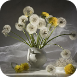 Dandelions Wallpapers icon