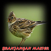 Top 27 Music & Audio Apps Like Masteran Branjangan Mp3 - Best Alternatives