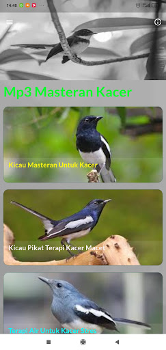 Masteran Kacer Jawara