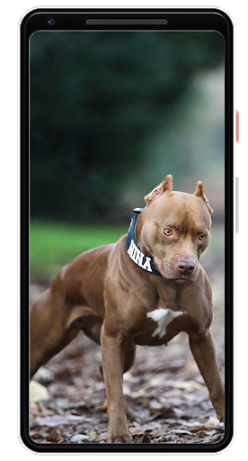 Pitbull Wallpapers Screen 2