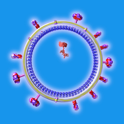 Influenza Virus Structure in 3D Virtual Reality