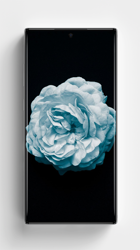 Flower Wallpapers - Colorful Flowers in HD