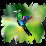 Kolibri icon