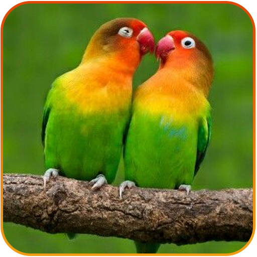 Masteran Lovebird Juara