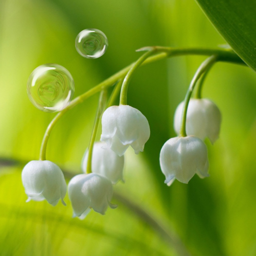 May-lily Live Wallpaper logo