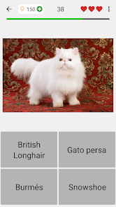 Captura de Pantalla 9 Gatos - Prueba sobre las razas android