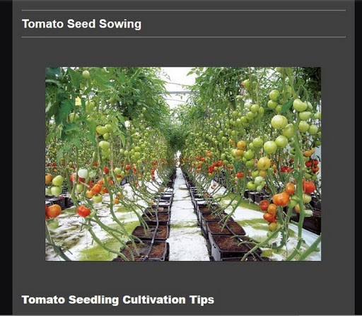 Successful cultivation of toma