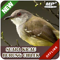 Suara Kicau Burung Ciblek Pikat MP3 Offline
