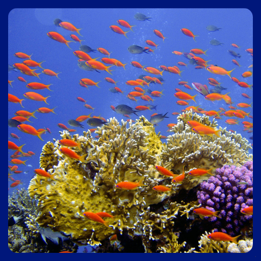 Imágenes de Peces y Corales. - Apps on Google Play