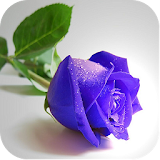 Rose Flower Wallpapers icon