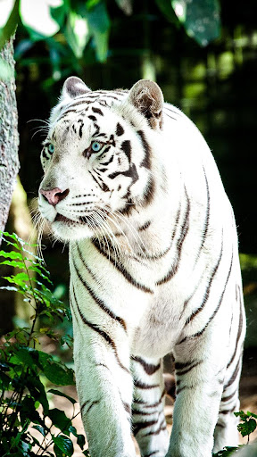 Android application big cat wallpaper screenshort