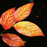 Orangish Leaf Live Wallpaper icon