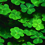 green leaves live wallpaper icon