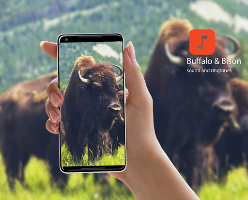 Android application Buffalo & Bison Sound Effects screenshort