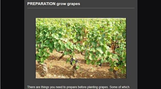 Grape Cultivation