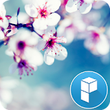 Cherry Blossom Theme icon