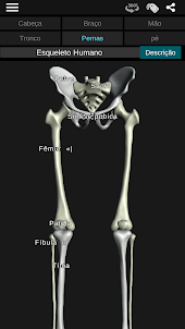 Sistema ósseo 3D (Anatomia)