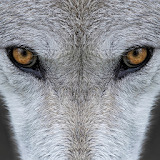 Wolf Wallpapers icon