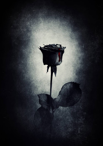 Download Black Rose Wallpapers HD Free for Android - Black Rose Wallpapers  HD APK Download 