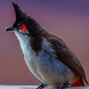 Red Whiskered Bulbul Sounds