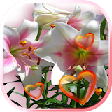 Lilies Love live wallpaper icon