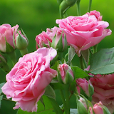 beautiful roses wallpapers icon