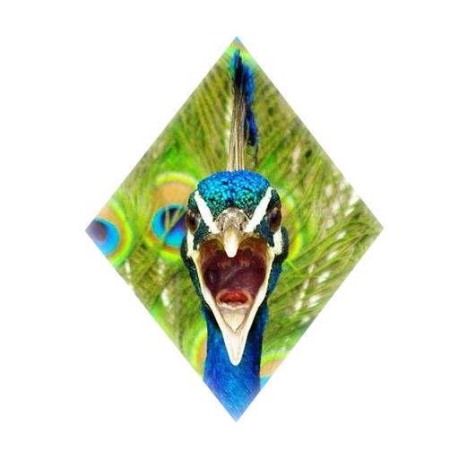 PicoPav logo