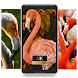Flamingo beauty nature life Wallpaper - Androidアプリ