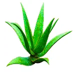 Cover Image of Télécharger Aloe Vera Plant Caring Guide 1.0 APK