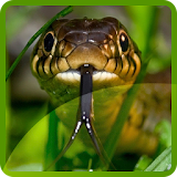 Snakes Wallpapers icon