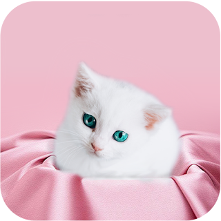 Cute Kitten Wallpapers