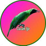 Master Kicau Jalak Ijo icon