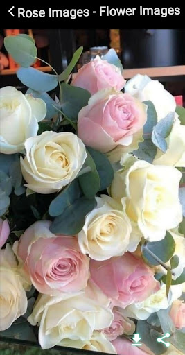 Android application Rose Images - Flower Images screenshort