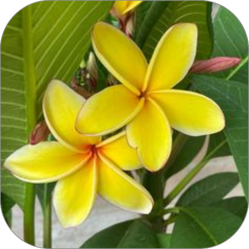 Bunga Kamoja Download on Windows