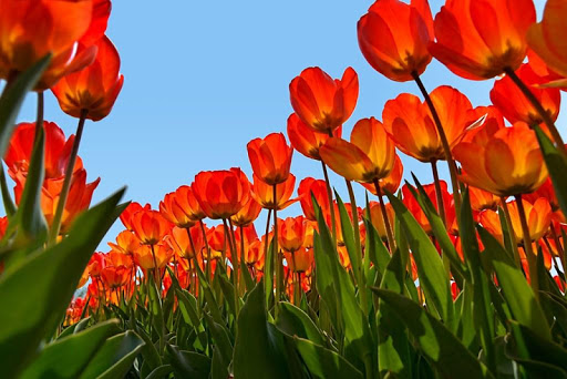 Red tulips wallpapers
