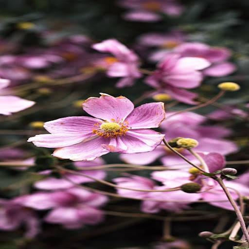 Flower Wallpapers Screen 2