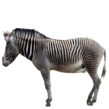 Zebra Sticker icon