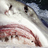 Great White Sharks Wallpapers icon