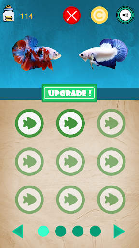 Android application Betta Fish Seller screenshort