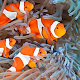Clownfish Care Guide تنزيل على نظام Windows