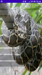 Burmese Python Snake Sounds