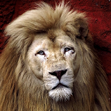 lion live wallpaper icon