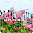 SMILE, IT'S A GREAT WEDNESDAY APK - Windows 下载