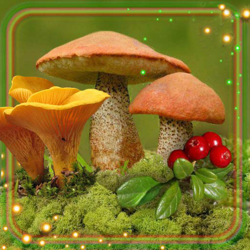 Mushrooms Forest Wallpaper Download on Windows
