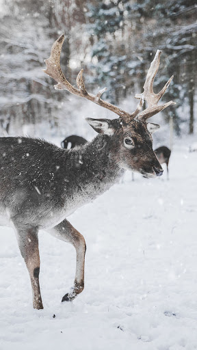 Android application reindeer wallpaper screenshort
