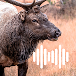 Cover Image of Download Elk hunting calls  APK