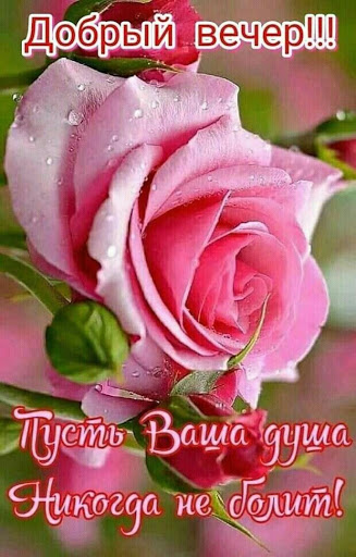 Добрый Вечер Открытки 2023 screenshot 12