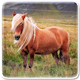 Pony Horse Live Wallpaper icon